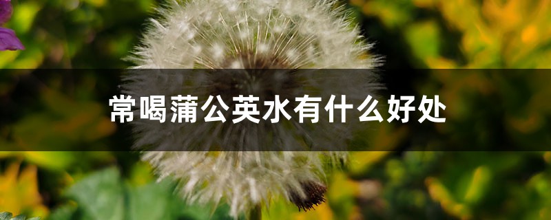 常喝蒲公英水有什么好处 常喝蒲公英水有什么好处
