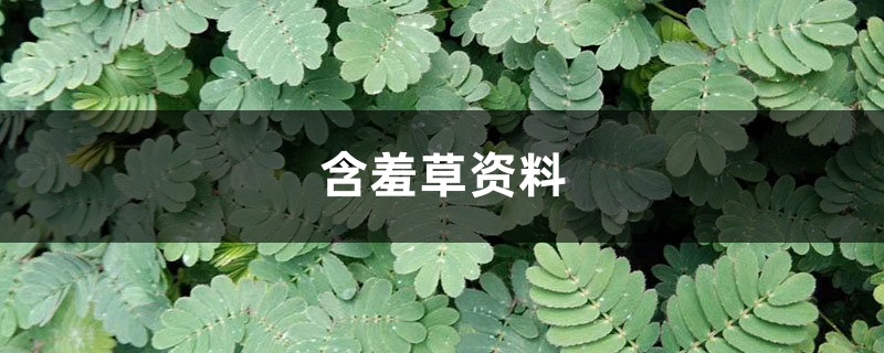 含羞草资料,含羞草图片 含羞草资料,含羞草图片