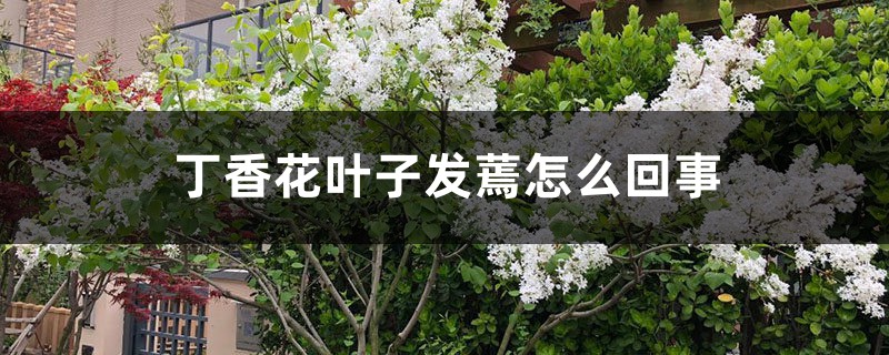 丁香花叶子发蔫怎么回事,叶子发蔫怎么办 丁香花叶子发蔫怎么回事,叶子发蔫怎么办