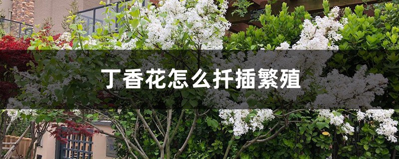 丁香花怎么扦插繁殖,丁香花扦插的时间 丁香花怎么扦插繁殖,丁香花扦插的时间