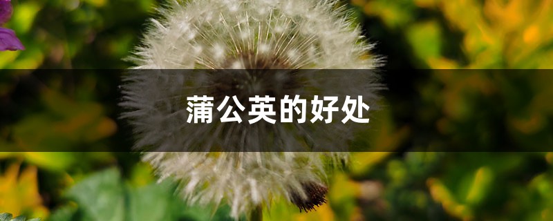 蒲公英有什么好处 蒲公英有什么好处