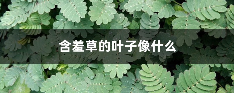 含羞草长什么样,叶子像什么 含羞草长什么样,叶子像什么