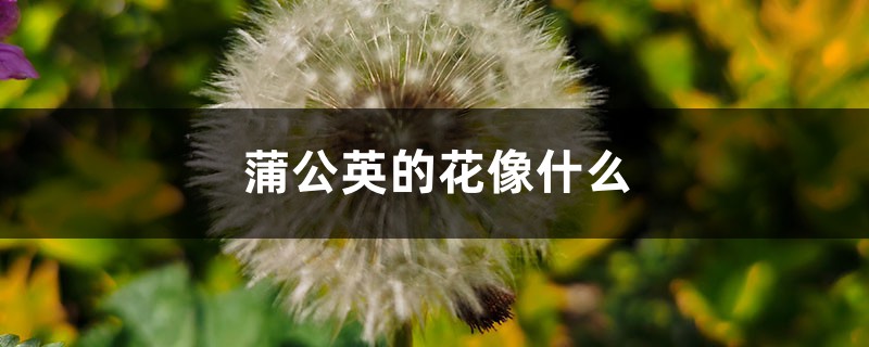 蒲公英的花像什么,是什么颜色 蒲公英的花像什么,是什么颜色