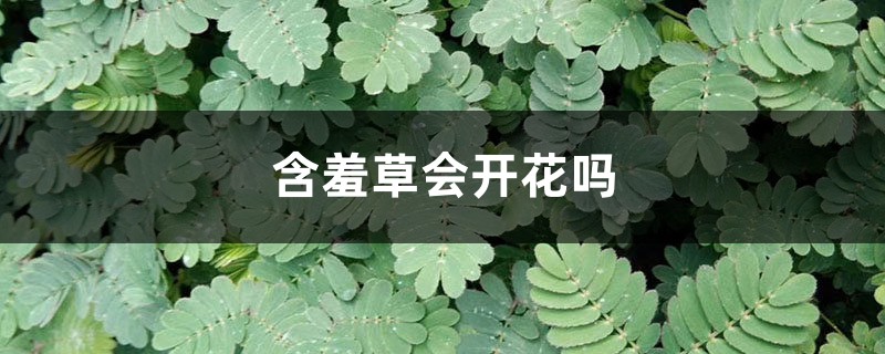 含羞草会开花吗,什么时候开花 含羞草会开花吗,什么时候开花