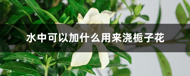 水中可以加什么用来浇栀子花,浇水需要浇透吗 水中可以加什么用来浇栀子花,浇水需要浇透吗