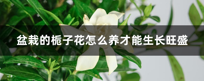 盆栽的栀子花怎么养才能生长旺盛,需要修剪吗 盆栽的栀子花怎么养才能生长旺盛,需要修剪吗
