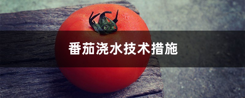 番茄浇水技术措施,番茄浇水原则 番茄浇水技术措施,番茄浇水原则