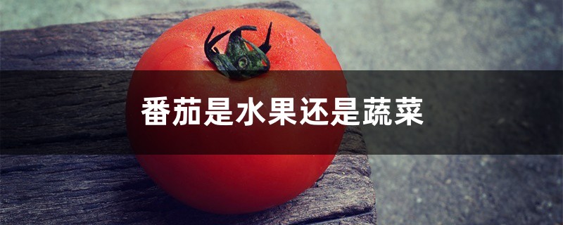 番茄是水果还是蔬菜,是凉性的还是热性的 番茄是水果还是蔬菜,是凉性的还是热性的