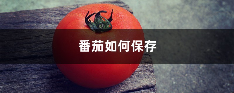 番茄如何保存,新鲜番茄如何保存 番茄如何保存,新鲜番茄如何保存