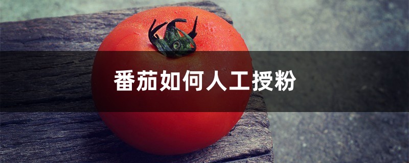 番茄如何人工授粉,怎样给大棚番茄授粉 番茄如何人工授粉,怎样给大棚番茄授粉