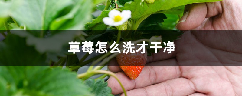 草莓怎么洗才干净,能放冰箱保存吗 草莓怎么洗才干净,能放冰箱保存吗