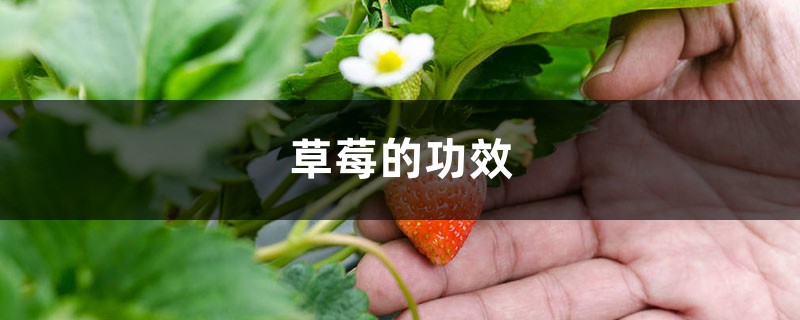 草莓的功效与营养价值 草莓的功效与营养价值