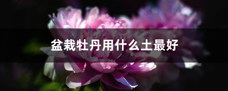 盆栽牡丹用什么土最好,配土方法 盆栽牡丹用什么土最好,配土方法