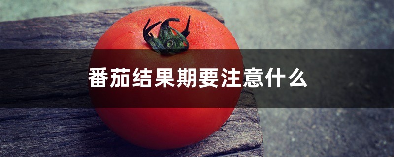 番茄结果期要注意什么,要授粉吗 番茄结果期要注意什么,要授粉吗