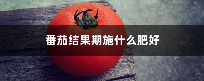 番茄结果期施什么肥好,如何施肥 番茄结果期施什么肥好,如何施肥