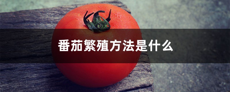 番茄繁殖方法是什么,是用什么繁殖的 番茄繁殖方法是什么,是用什么繁殖的