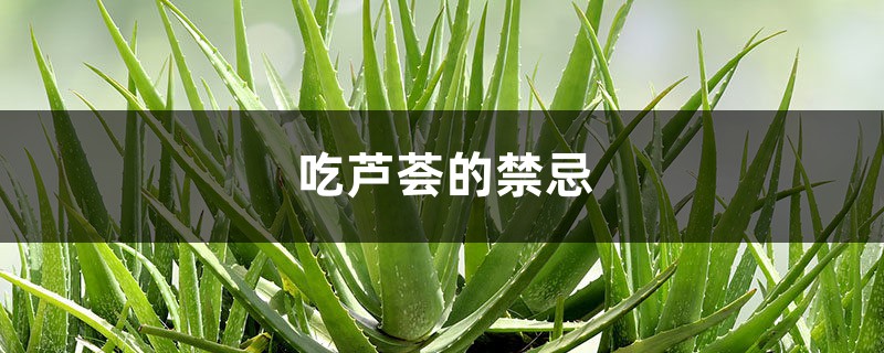 吃芦荟的禁忌,芦荟能怎么吃 吃芦荟的禁忌,芦荟能怎么吃