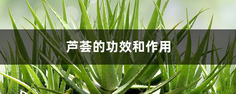 芦荟的功效和作用,芦荟怎么吃 芦荟的功效和作用,芦荟怎么吃
