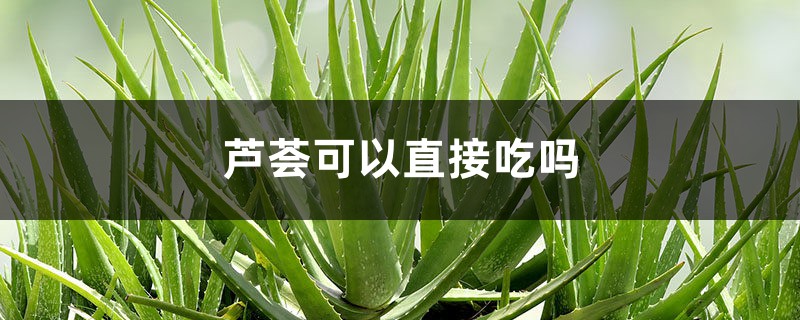 芦荟可以直接吃吗,小朋友能吃吗 芦荟可以直接吃吗,小朋友能吃吗