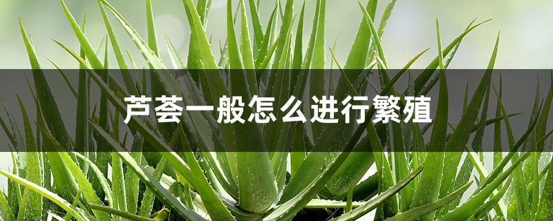 芦荟一般怎么进行繁殖,芦荟好养吗 芦荟一般怎么进行繁殖,芦荟好养吗