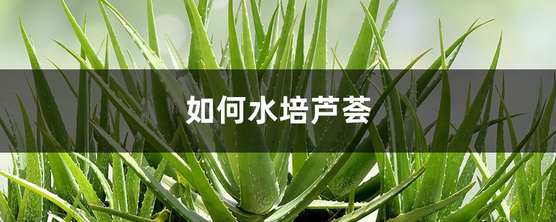 如何水培芦荟,后期养护注意什么 如何水培芦荟,后期养护注意什么