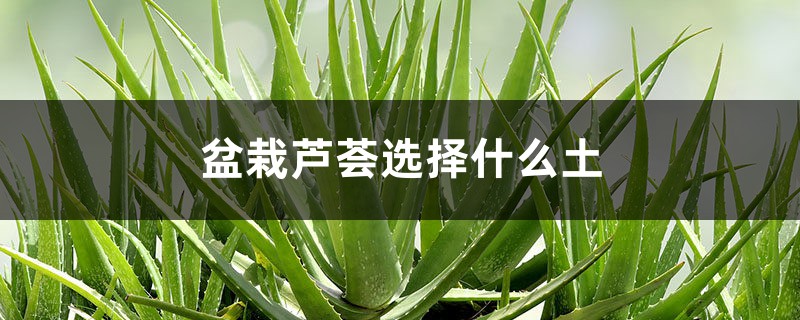 盆栽芦荟选择什么土,如何养护芦荟 盆栽芦荟选择什么土,如何养护芦荟