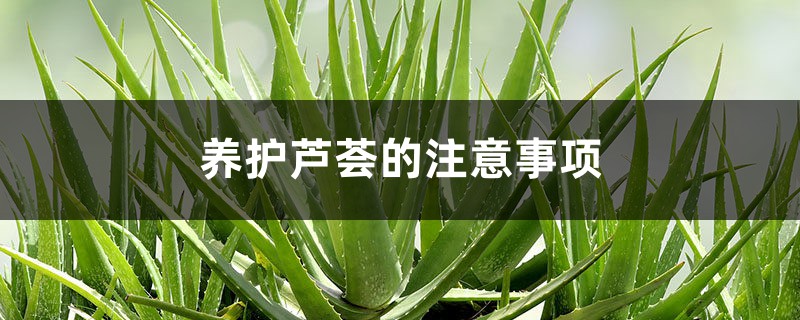 养护芦荟的注意事项,芦荟观赏性好吗 养护芦荟的注意事项,芦荟观赏性好吗