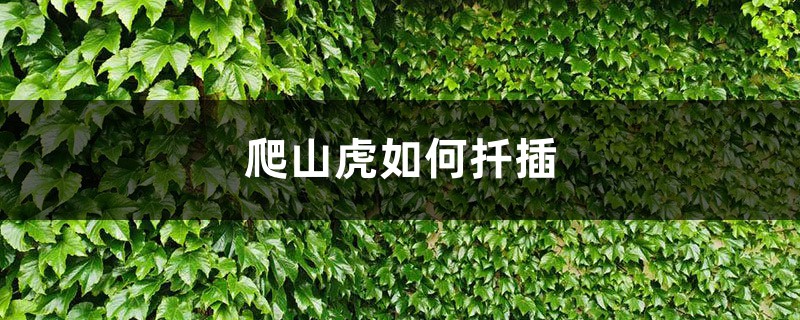 爬山虎如何扦插,冬季会冻死吗 爬山虎如何扦插,冬季会冻死吗