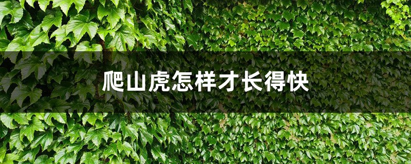 爬山虎怎样才长得快,冬季落叶吗 爬山虎怎样才长得快,冬季落叶吗