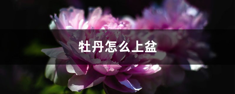 牡丹怎么上盆,盆栽牡丹换盆的最佳时间 牡丹怎么上盆,盆栽牡丹换盆的最佳时间