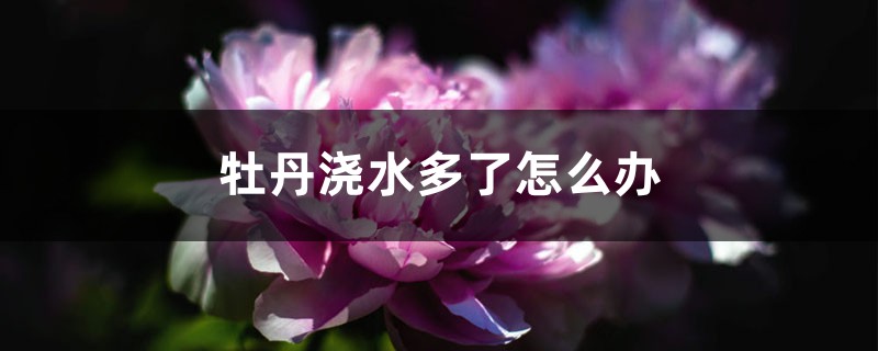 牡丹浇水多了症状,浇水多了怎么办 牡丹浇水多了症状,浇水多了怎么办