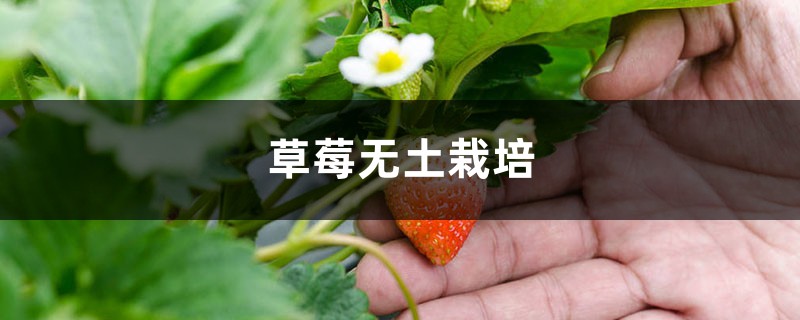 草莓无土栽培方法 草莓无土栽培方法