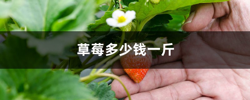 草莓多少钱一斤 草莓多少钱一斤