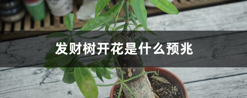发财树买一个还是一对,开花是什么预兆 发财树买一个还是一对,开花是什么预兆