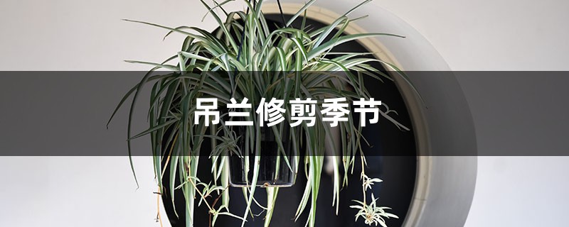 吊兰修剪季节,修剪后多久能发芽 吊兰修剪季节,修剪后多久能发芽