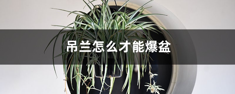 吊兰怎么才能爆盆,吊兰爆盆怎么修剪 吊兰怎么才能爆盆,吊兰爆盆怎么修剪