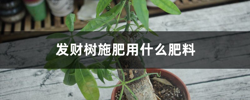 发财树施肥用什么肥料,施肥正确方法 发财树施肥用什么肥料,施肥正确方法