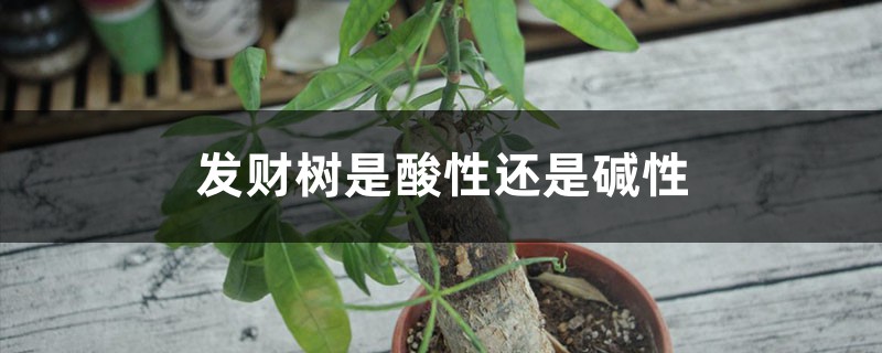 发财树是酸性还是碱性,是室内养还是室外养 发财树是酸性还是碱性,是室内养还是室外养