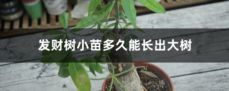 发财树小苗多久能长出大树,能浇啤酒吗 发财树小苗多久能长出大树,能浇啤酒吗
