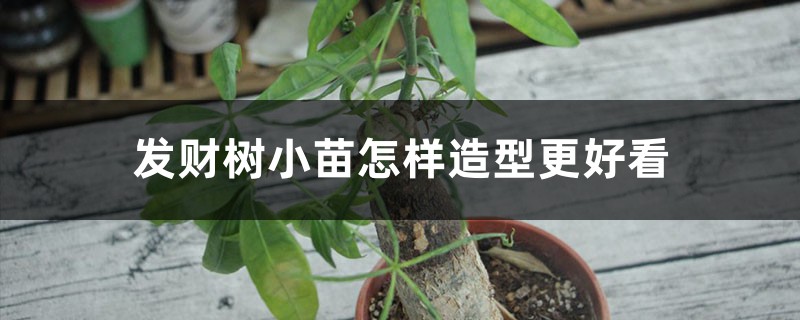 发财树小苗怎样造型更好看,有粘液是怎么回事 发财树小苗怎样造型更好看,有粘液是怎么回事