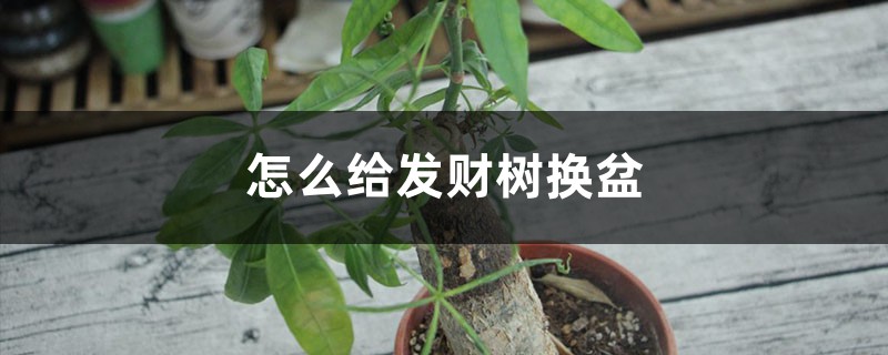 怎么给发财树换盆,换盆用什么土好 怎么给发财树换盆,换盆用什么土好