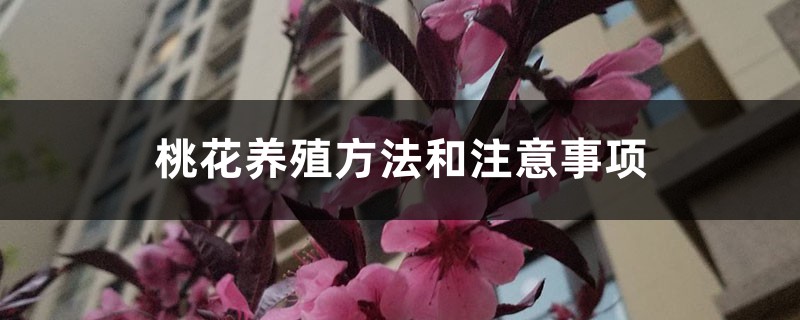 桃花养殖方法和注意事项,桃花怎样养殖和护理 桃花养殖方法和注意事项,桃花怎样养殖和护理