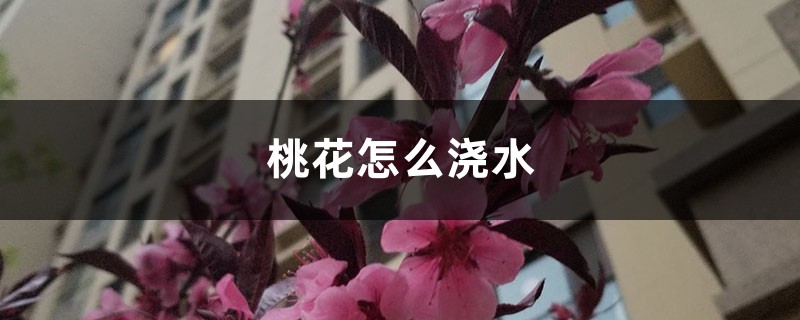 桃花怎么浇水,盆栽桃花多久浇水一次 桃花怎么浇水,盆栽桃花多久浇水一次