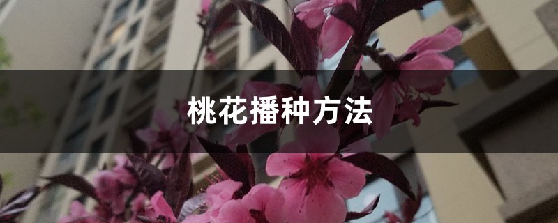 桃花播种方法,桃花是怎样播种的 桃花播种方法,桃花是怎样播种的