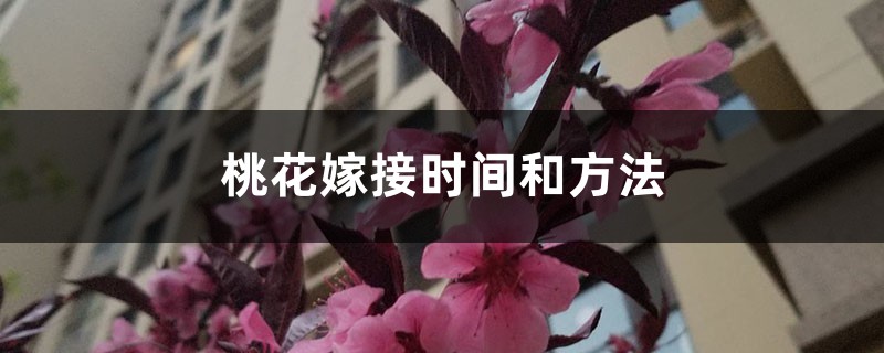 桃花嫁接时间和方法，观赏桃花能在什么时候嫁接
