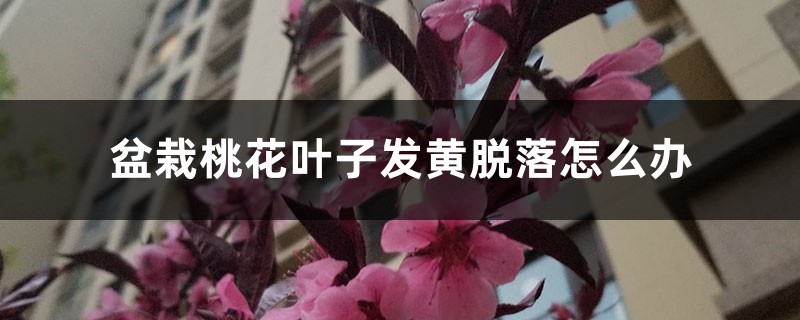 盆栽桃花叶子发黄脱落怎么办,桃花叶子发黄是怎么回事 盆栽桃花叶子发黄脱落怎么办,桃花叶子发黄是怎么回事