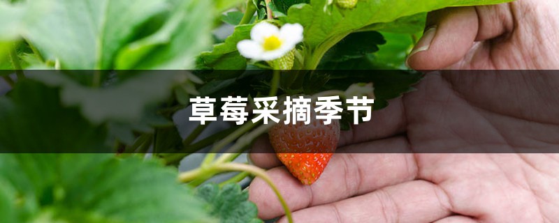 草莓几月份成熟,草莓采摘季节 草莓几月份成熟,草莓采摘季节