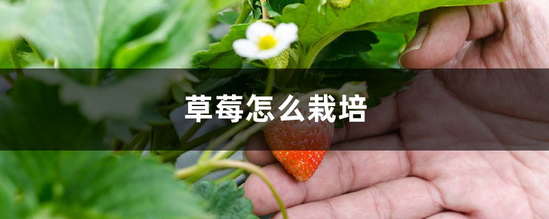 草莓是什么,怎么栽培 草莓是什么,怎么栽培