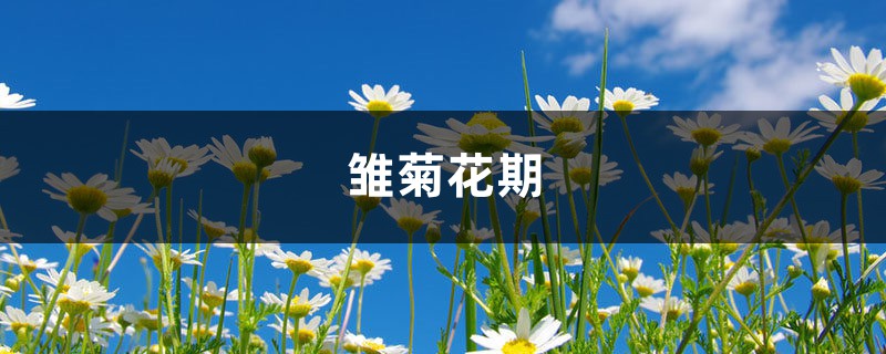 雏菊花期,雏菊图片 雏菊花期,雏菊图片