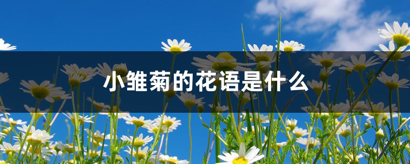 小雏菊的花语是什么,小雏菊图片 小雏菊的花语是什么,小雏菊图片